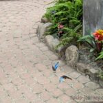 Wissen & Schmetterlinge